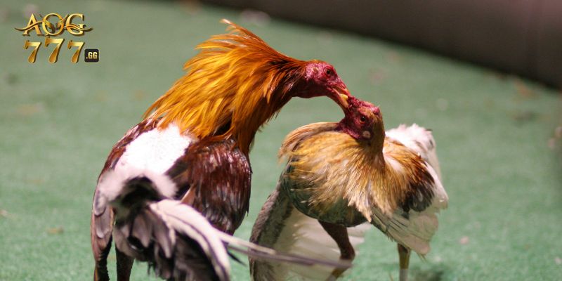 Một vài kinh nghiệm chơi đá gà Campuchia luôn thắng