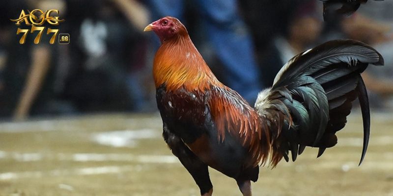 Bí kíp chơi đá gà cựa dao bất bại