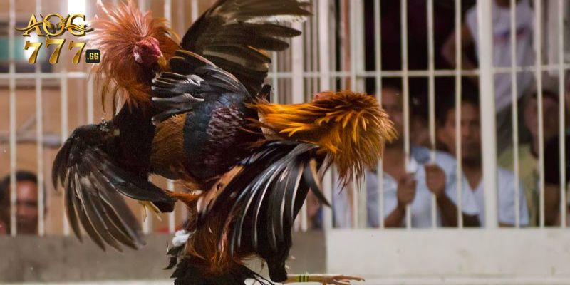 Bí kíp cá cược đá gà cựa sắt bất bại