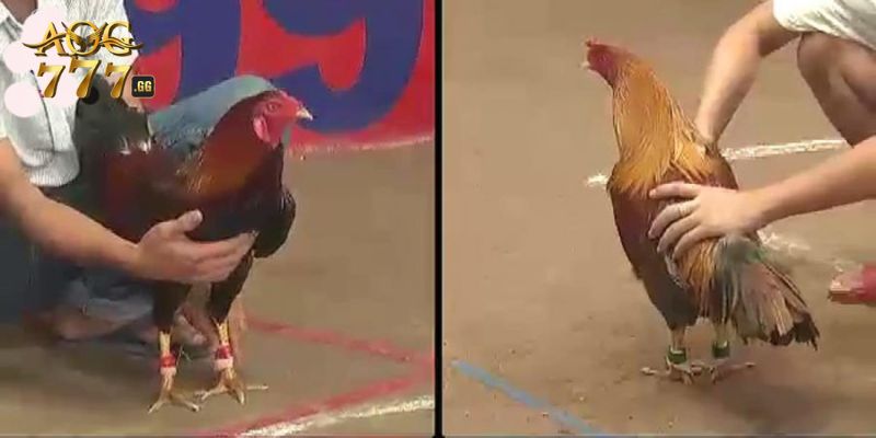 Kinh nghiệm chơi đá gà online cực hiệu quả từ cao thủ