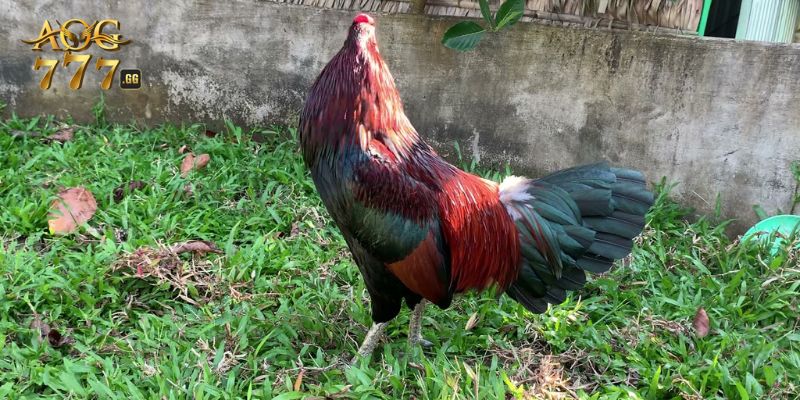 Bỏ túi bí kíp chơi đá gà xanh trích bất bại từ các cao thủ