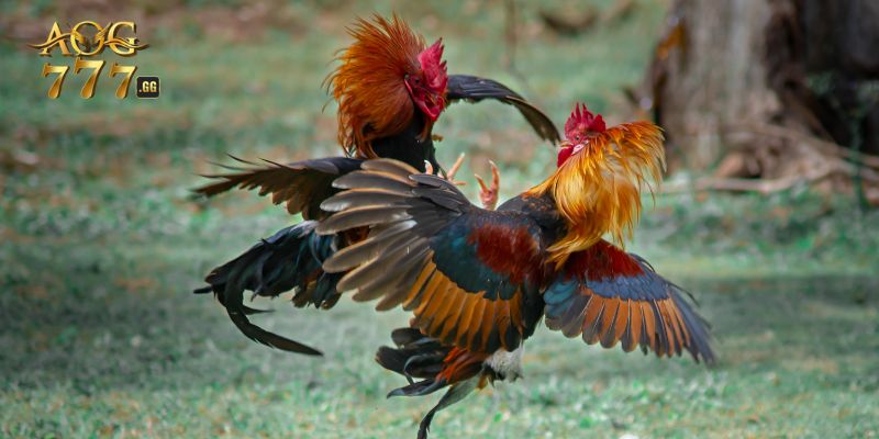 Các kiểu cược đá gà phổ biến