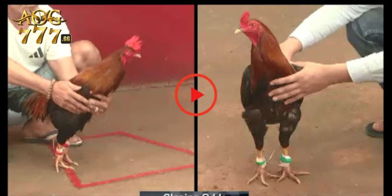 Các loại hình đá gà online phổ biến hiện nay