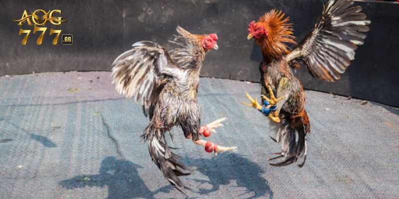 Các loại hình đá gà không nên bỏ qua