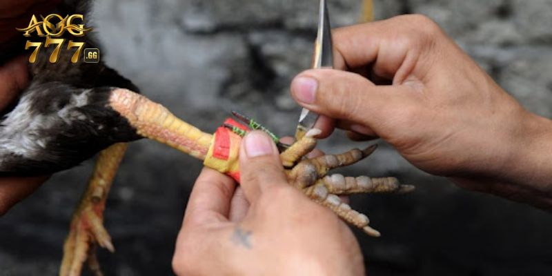 Sơ lược về đá gà cựa dao nên biết