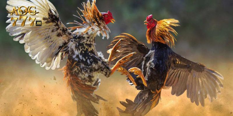 Chọi gà Campuchia với sức hút khó lòng cưỡng lại