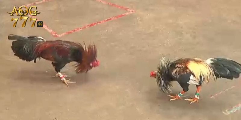 Tổng hợp sơ lược về đá gà cựa sắt