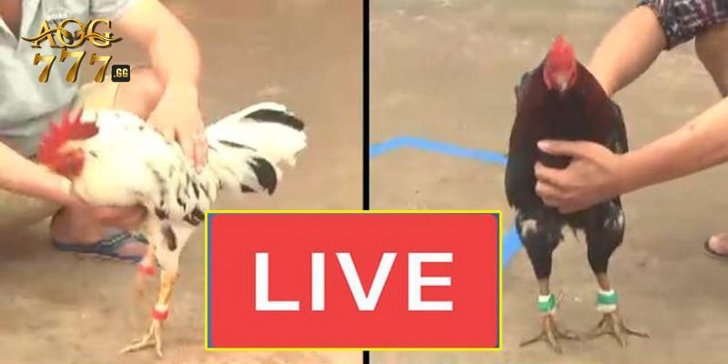 Vài nét giới thiệu về trò chơi đá gà trực tuyến