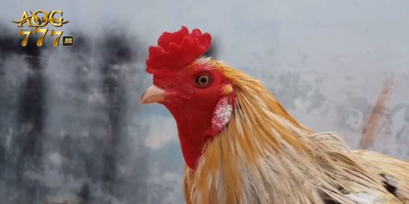 Giới thiệu về đá gà Thomo xanh trích sơ lược