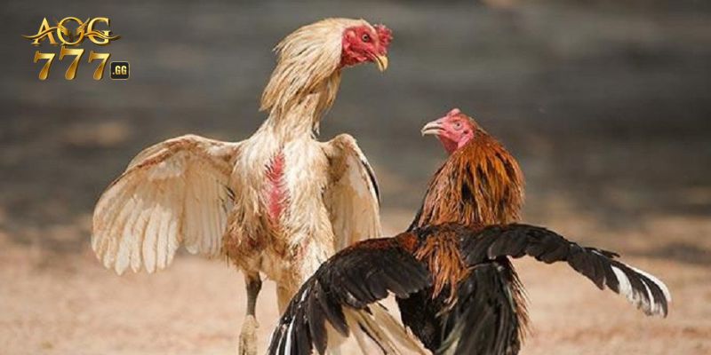 Những giống gà cựa dao hot nhất hiện nay