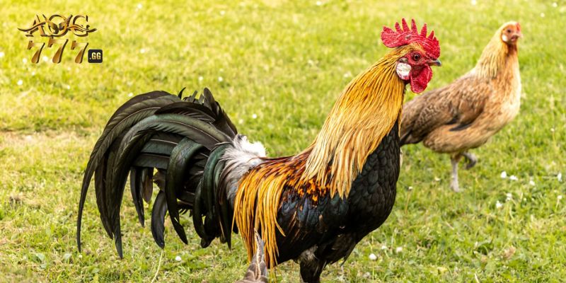 Một vài lưu ý khi chọn gà theo 12 con giáp