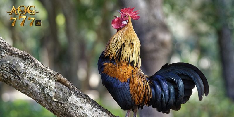 Phương pháp chọn màu gà đá 12 con giáp hiệu quả