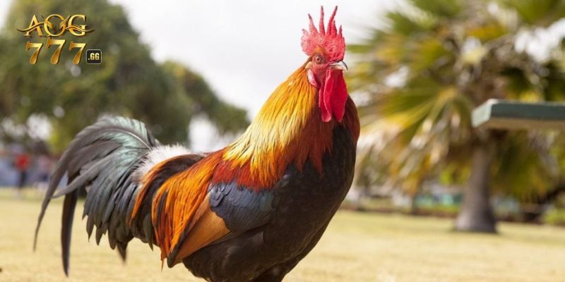 Sơ lược về đá gà 12 con giáp bạn nên ghi nhớ