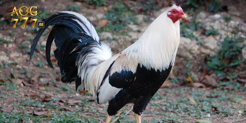 Vài nét giới thiệu về đá gà cựa tròn