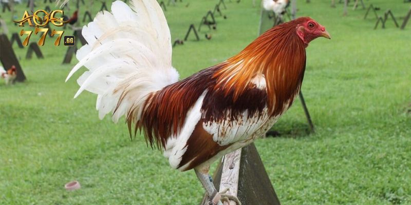 Phân tích chi tiết về các mệnh gà theo ngũ hành