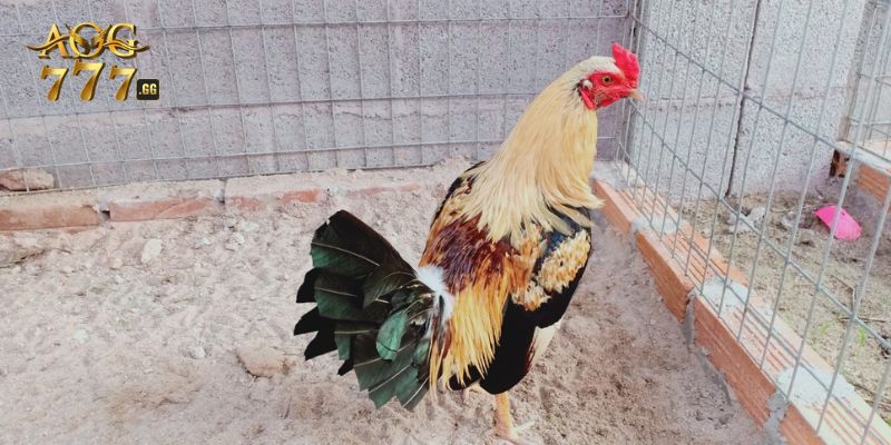 Hôm nay đá gà màu gì ngon?